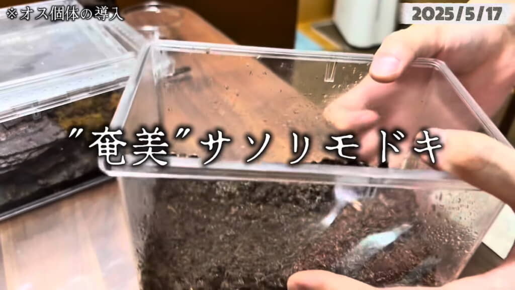 アマミサソリモドキを紹介