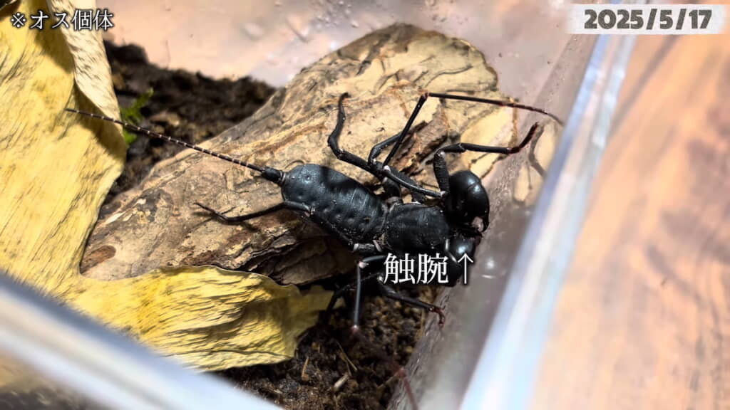 オスの個体。触腕は獲物をガッチリ捕らえて離さない