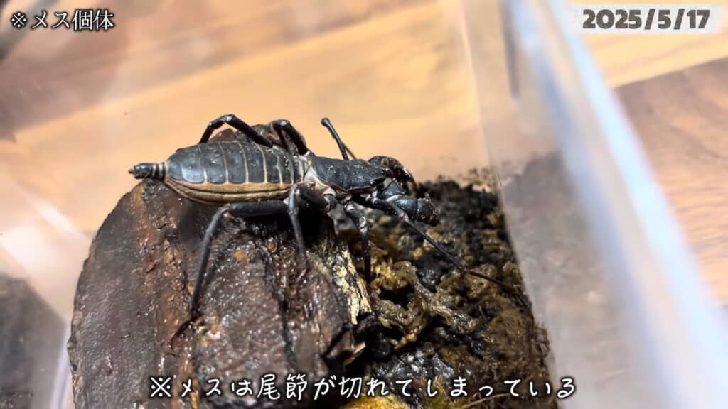 メスの個体。尾節が切れてしまっている