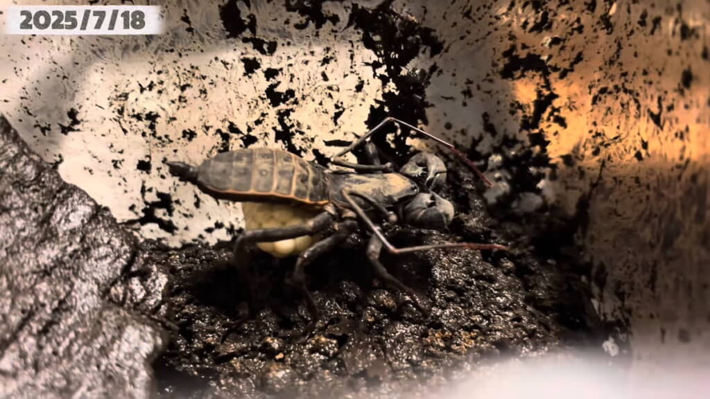 産卵により、それまで張っていた腹部はしぼんだ