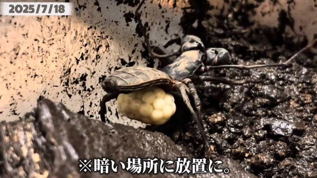 ひとつひとつの卵が確認できる