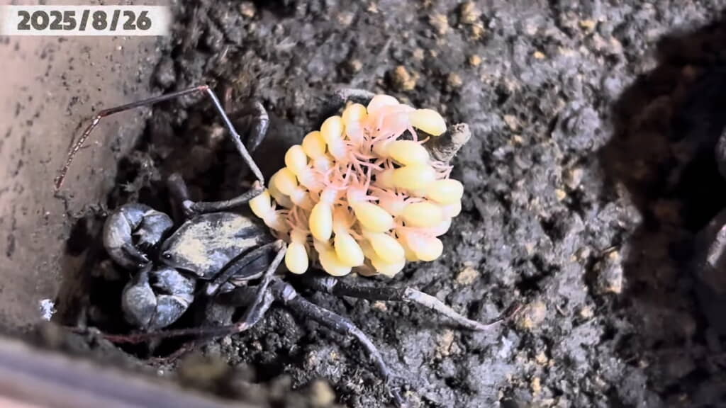 ふ化して間もない幼体。足や尾節を確認できる