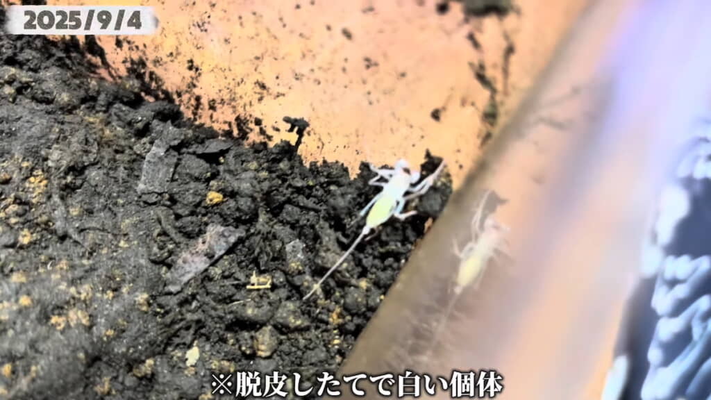 脱皮したての個体はサソリモドキらしい体型になっている