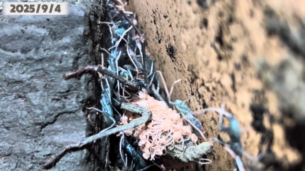 母の周りにいる子どもたち