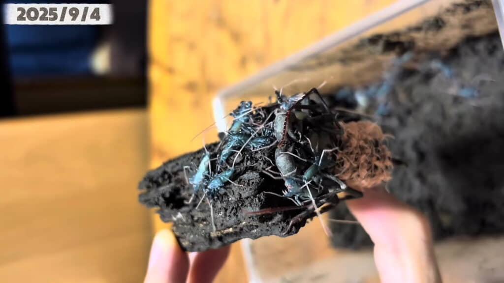 メスの背中には脱皮した皮が残されている