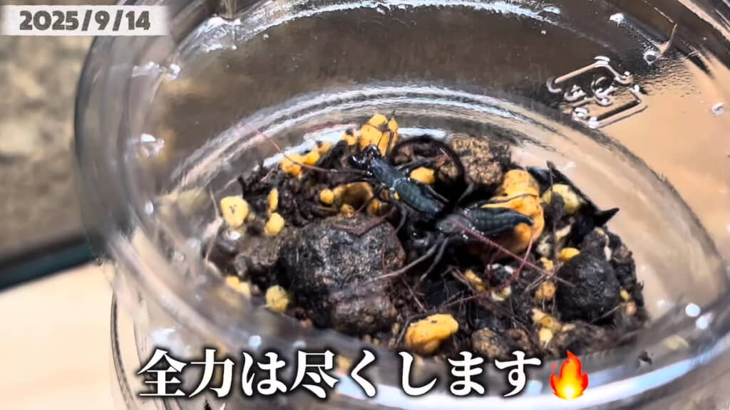 プリンカップのケージに2匹ずつわけられた子どもたち