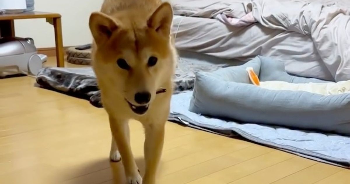 猫と暮らす知人に、柴犬を預けたら……「もしかして入れ替わってる？」　犬らしからぬ“驚きのしぐさ”が190万再生　「猫に憧れたのかな」（1/2） | 犬 ねとらぼ