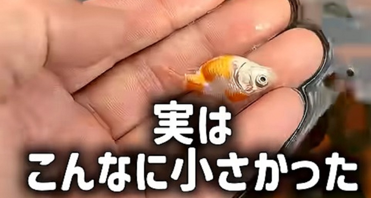 きんぎょページ きんぎょ生活 No.10 ついに金魚の取材がっ | やさしいきんぎょ