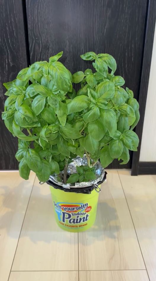 5月に種まきして水耕栽培で育てたバジル