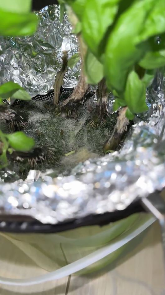 しっかり根が張っています