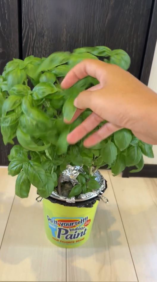 たくさんの葉から良い香り