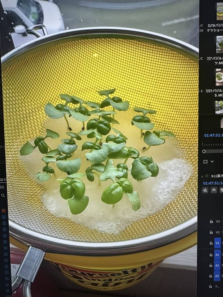 発芽したときの様子