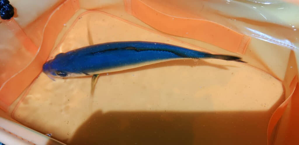 本当に青い青魚