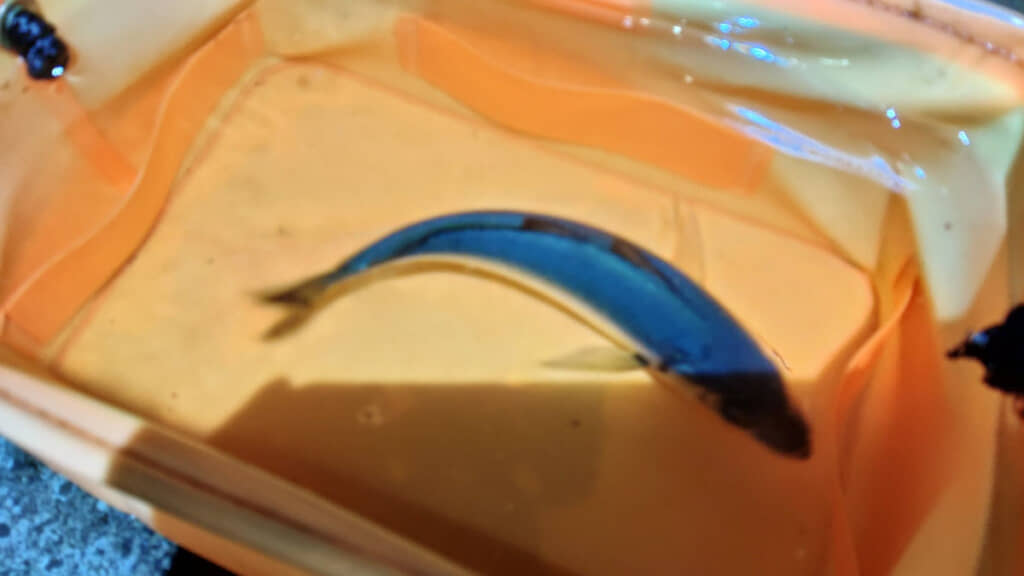 生きているうちはこんなにも青