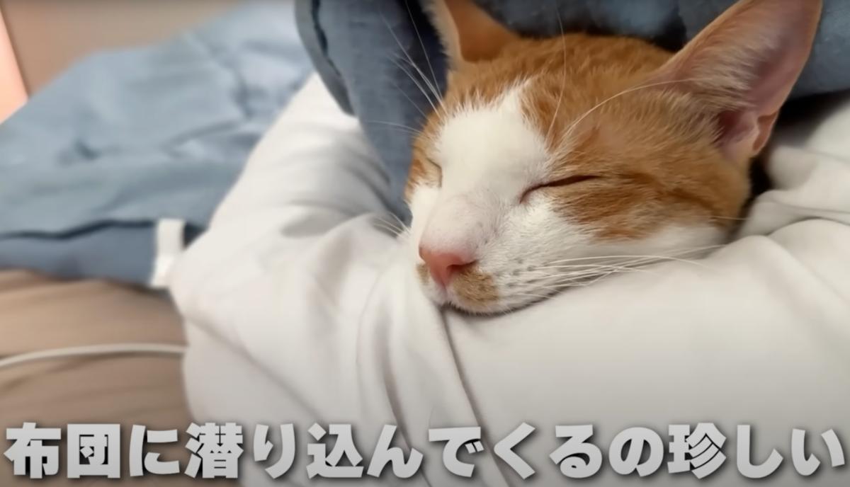 鳥に襲われたところを保護した子猫→飼い主の腕枕で爆睡していたら