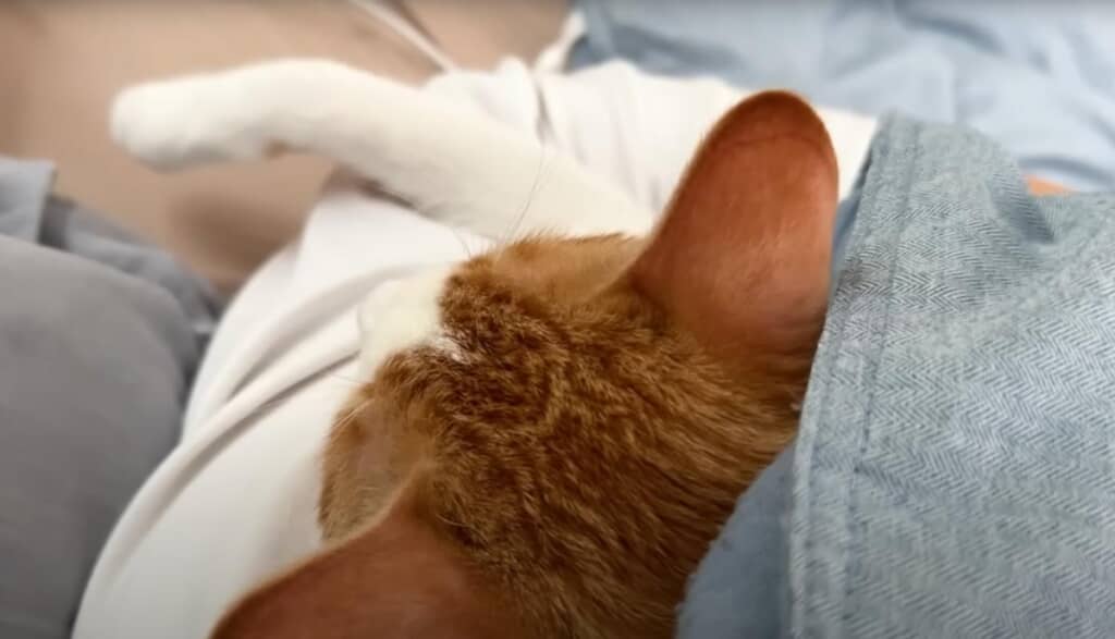 チップくんは引き続き、あつしさんの腕の中でぬくぬく中