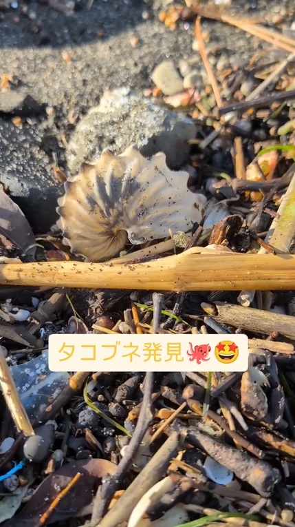 欠けや大きな傷や汚れもなくキレイな形の殻