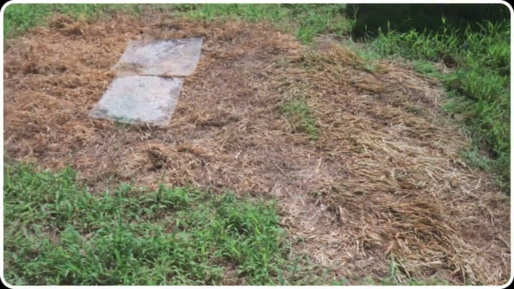 3日でここまで雑草を枯らすことができました