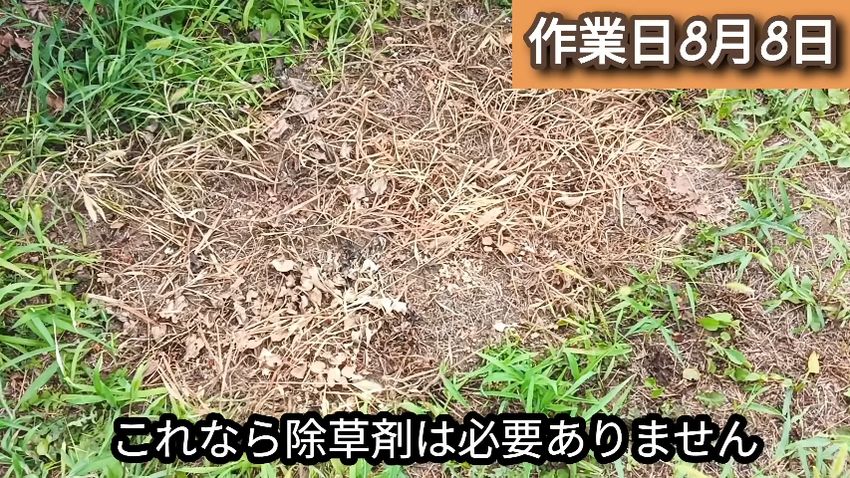 ビニールシートの真下だけ草が枯れた