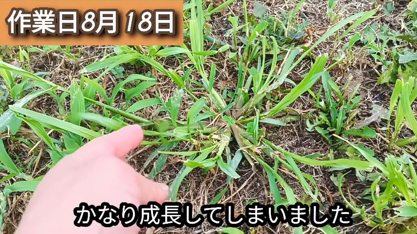 草刈り機で刈ってから3日後の草