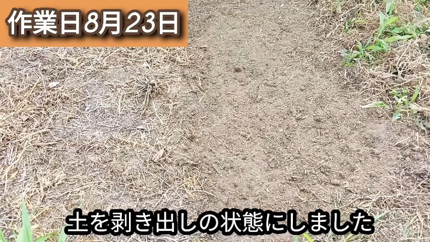 草を枯らした場所から枯れ草を半分取り除いた状態