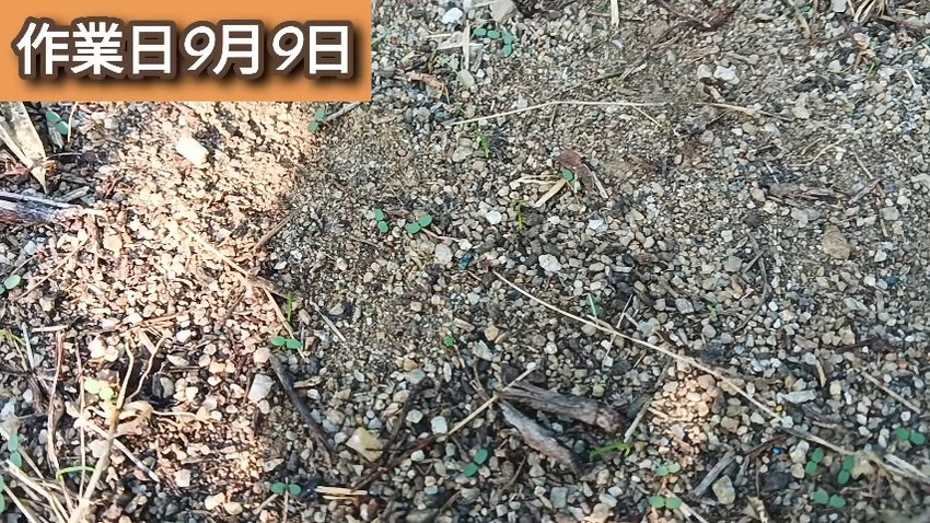 枯れ草を抜いたエリアで生え始めた草