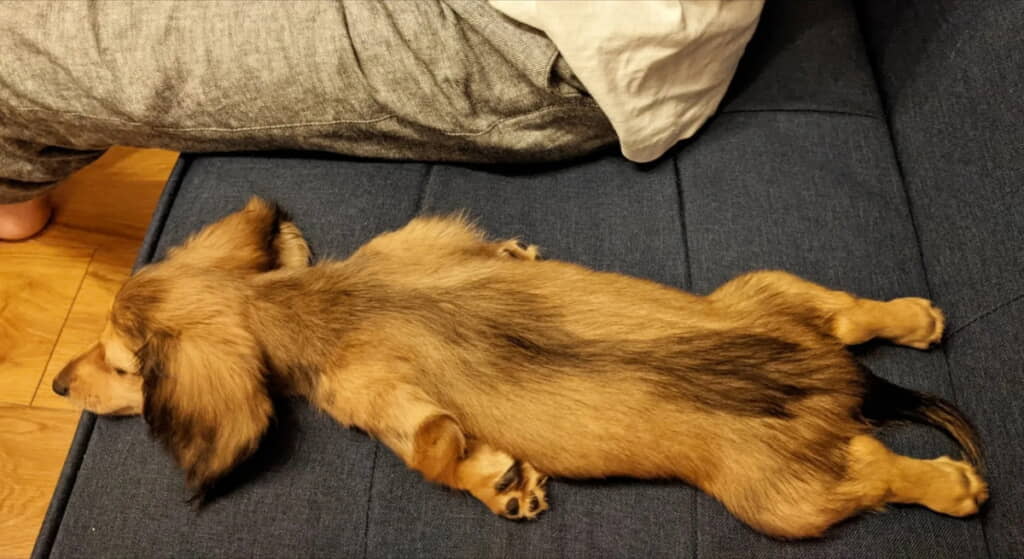 イカ……かな？