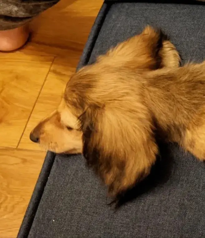 幸せそうにウトウト……