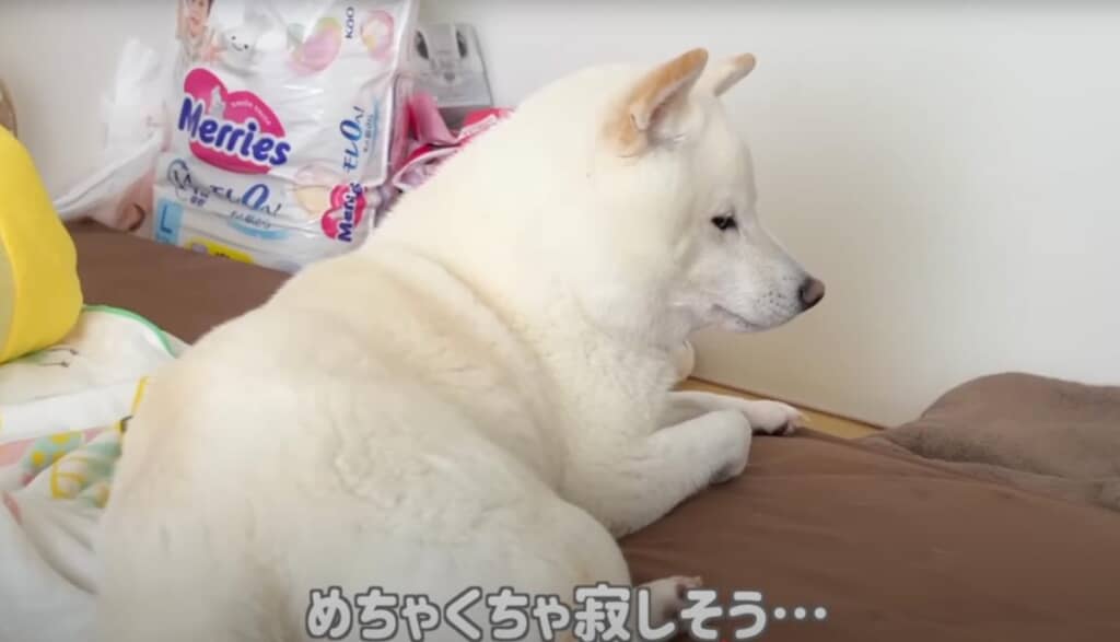 めちゃくちゃ寂しそうなおまめくん