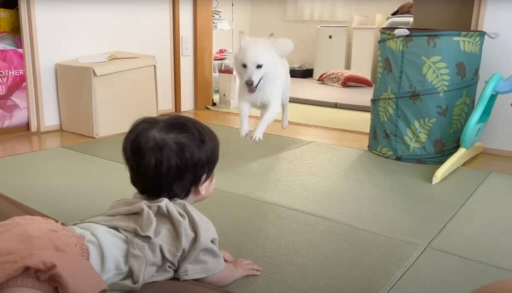 おまめくんは猛スピードでかけ寄って来ました