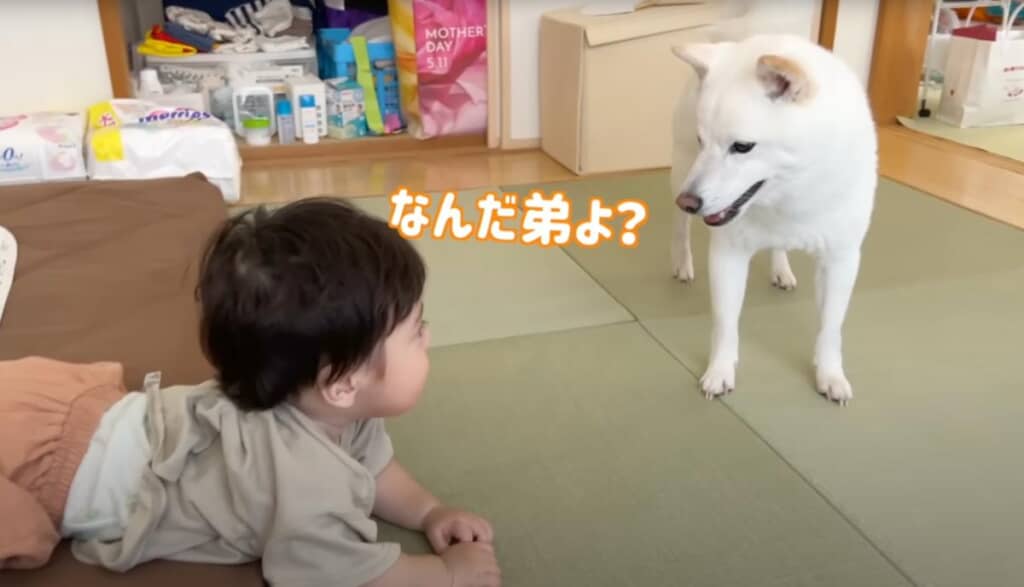 「なんだ弟よ？」とうれしそう