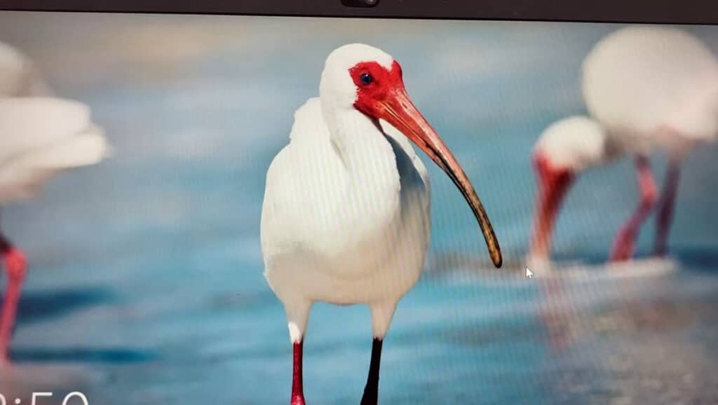 PCの指紋認証画面に表示されている鳥の写真