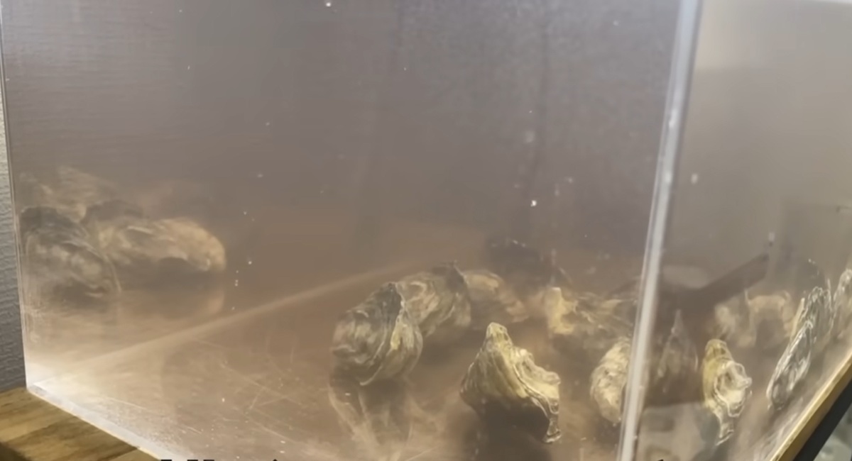 スーパーで買った生きてる牡蠣→汚い水槽に入れて24時間後……　驚きの光景に「凄すぎますね！」「やっぱり天才だわ」（1/3） | その他生き物 ねとらぼ