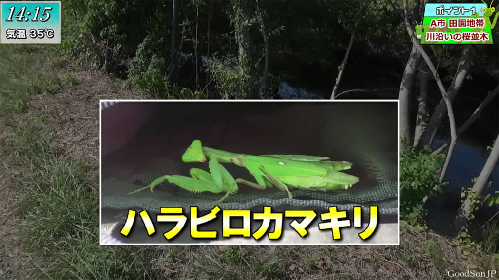 在来種のカマキリ「ハラビロカマキリ」を探します
