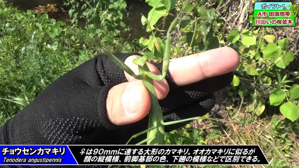 「チョウセンカマキリ」を発見しました