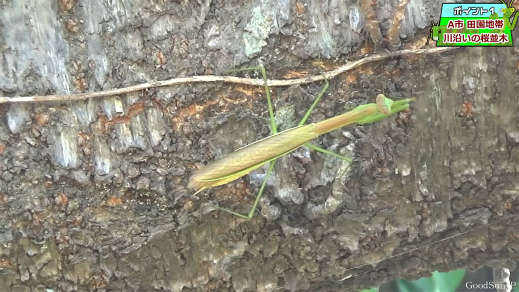 チョウセンカマキリかオオカマキリのオス、警戒心が強い個体でした