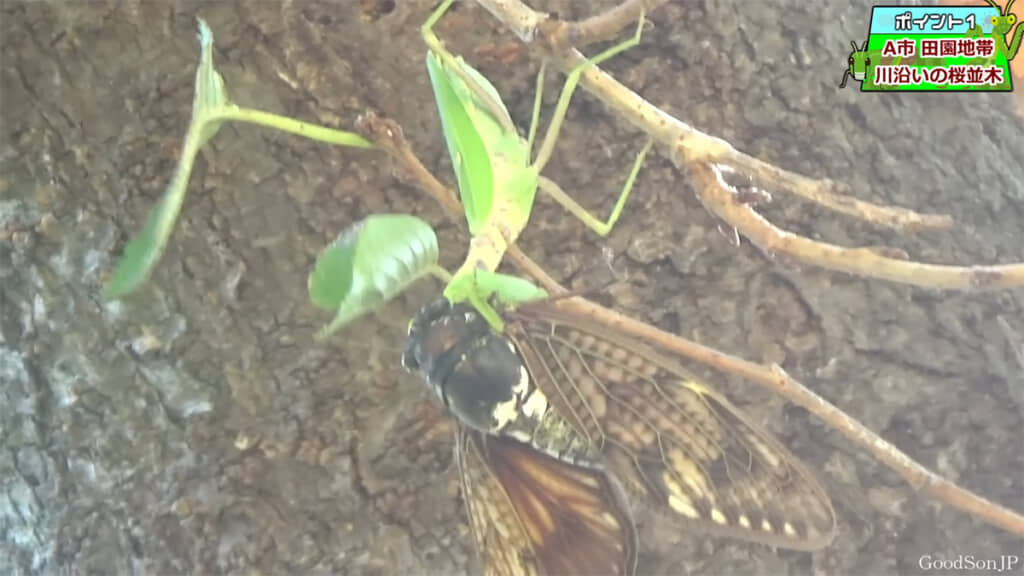 大きなアブラゼミを捕食するハラビロカマキリを発見！