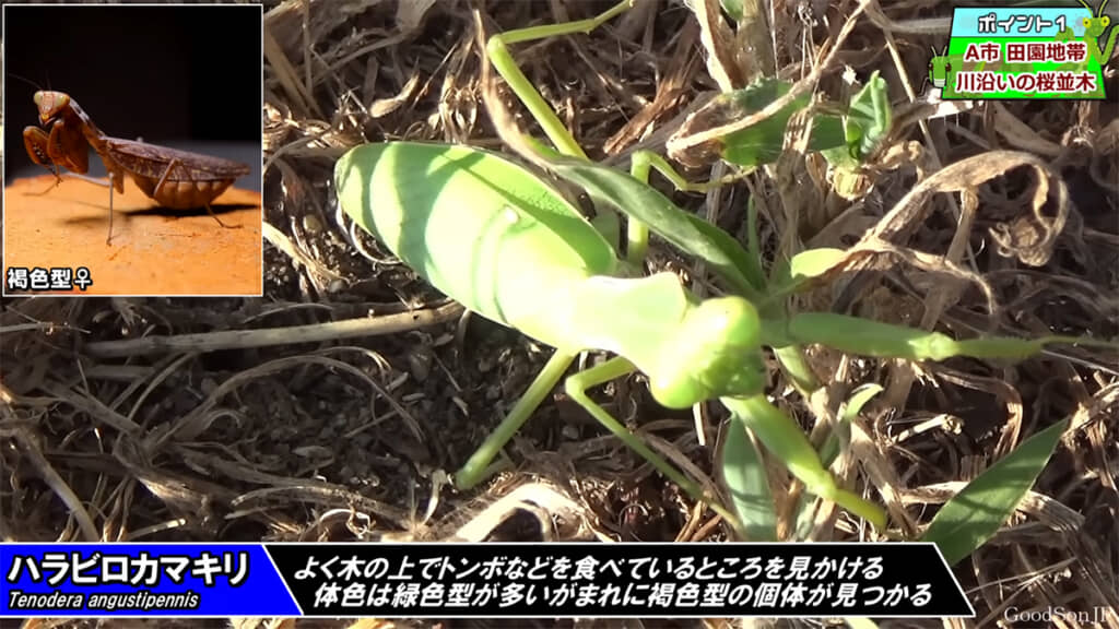 ようやくハラビロカマキリを捕獲できました