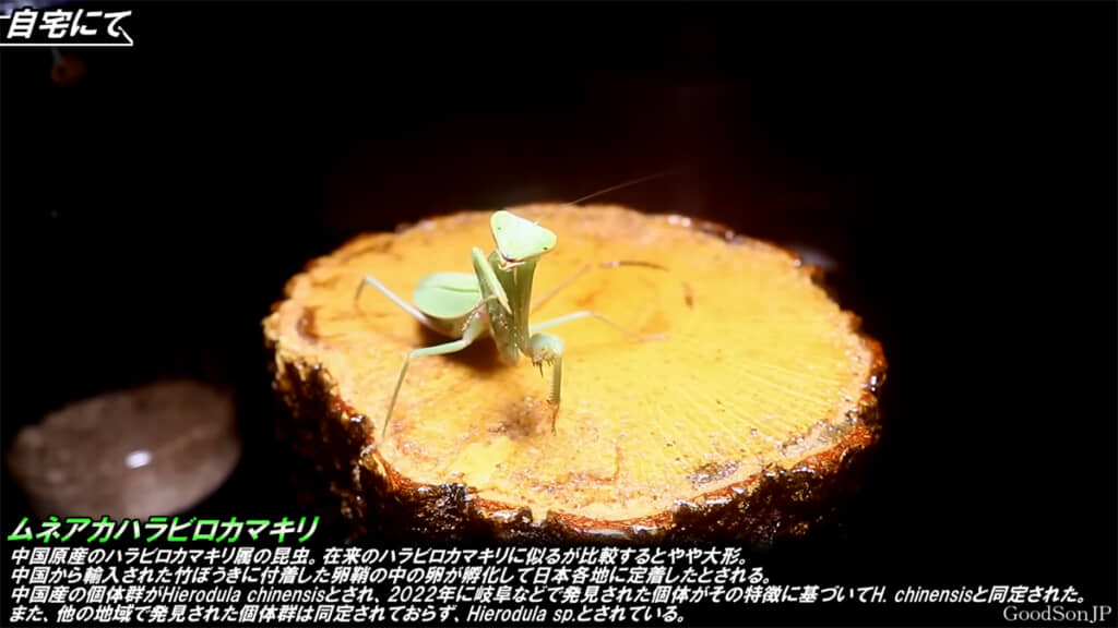 問題となっている外来種の「ムネアカハラビロカマキリ」