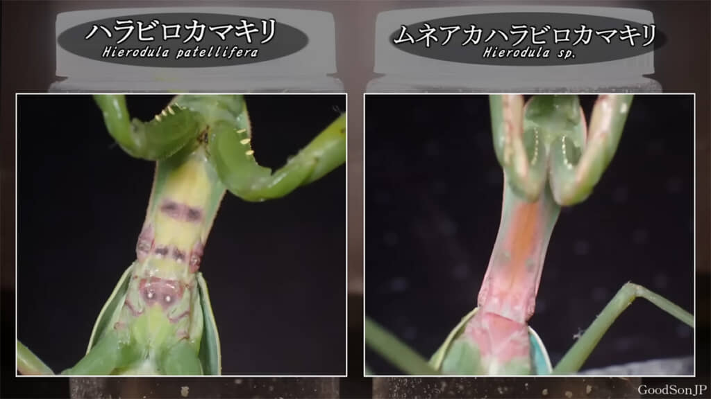 見分けるポイント1「腹側の模様」