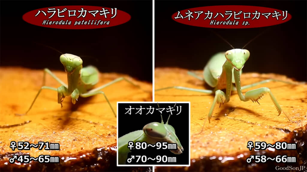 かなり大型のカマキリであることがわかります