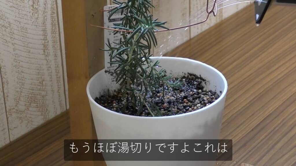 カップ麺風ジョウロを使ってローズマリーに水やり
