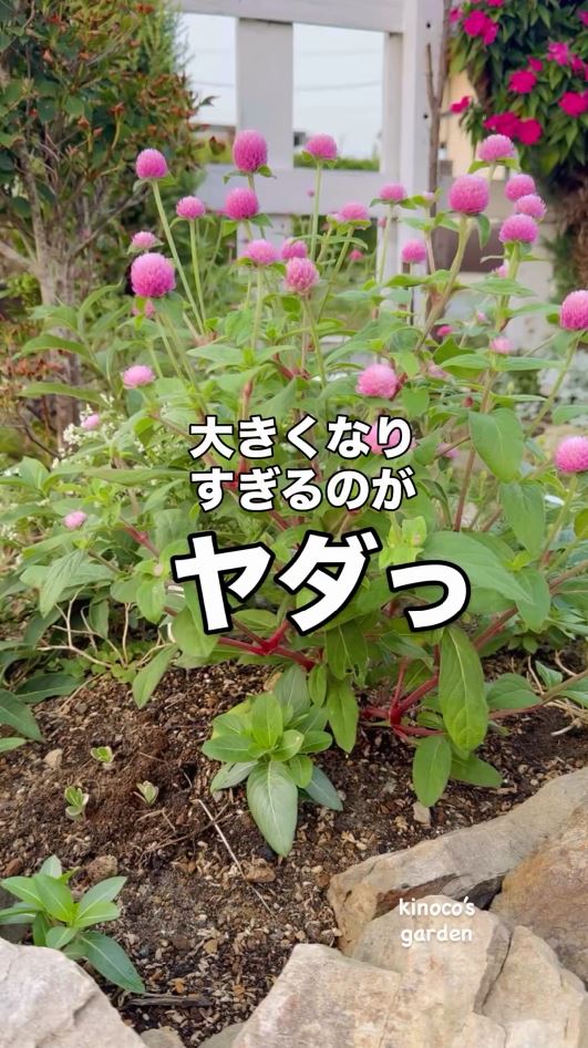 センニチコウが大きくなりすぎるのが嫌