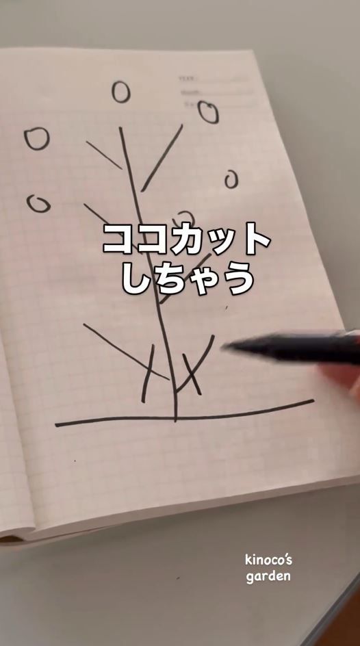 下の茎をカットする