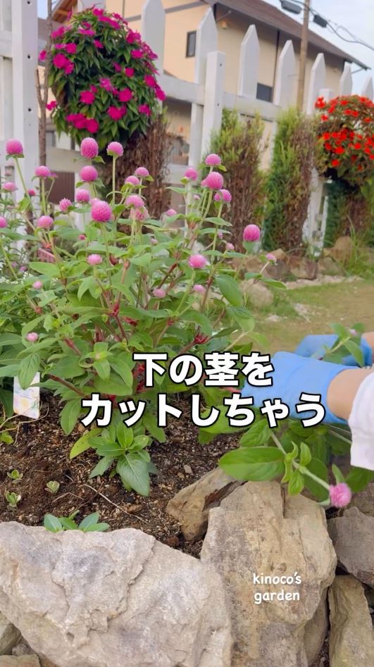 カットする様子