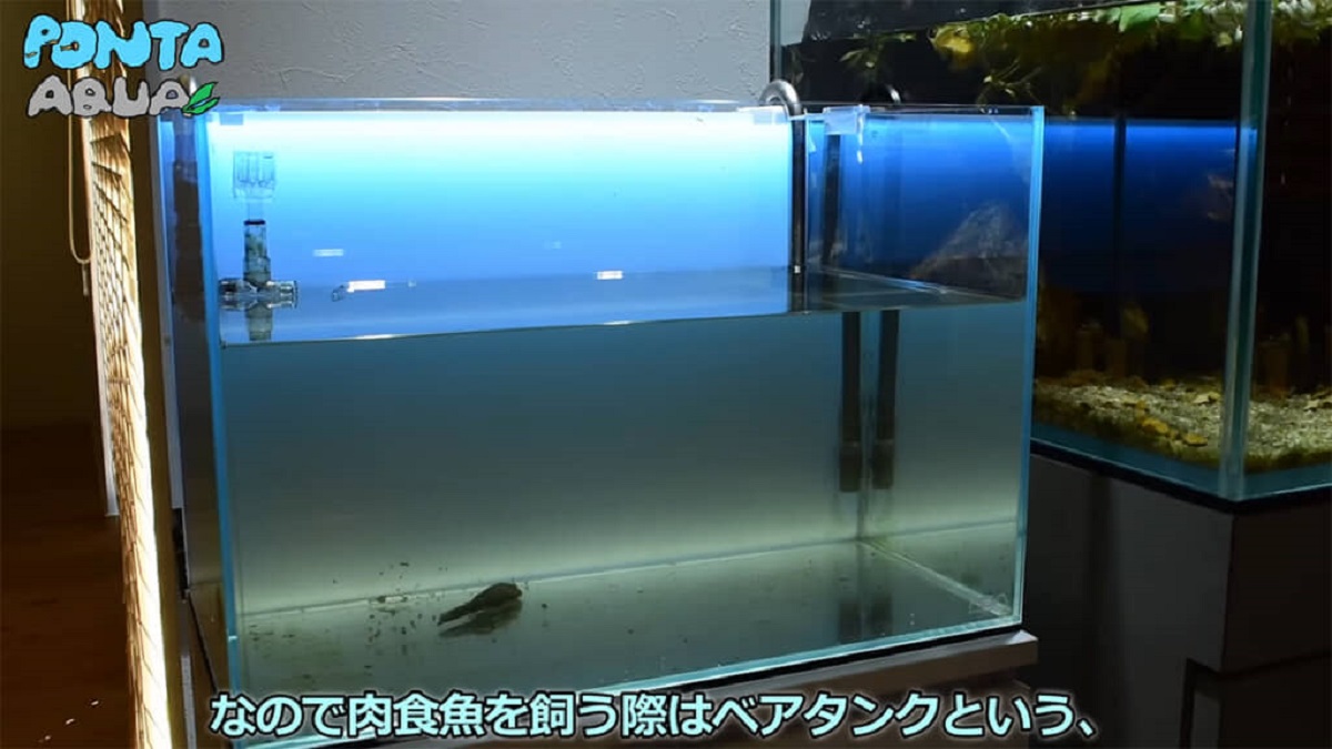 ROYAL ROYAL レッドギャラクシー水槽内丸ごと出品！将来有望の若個体