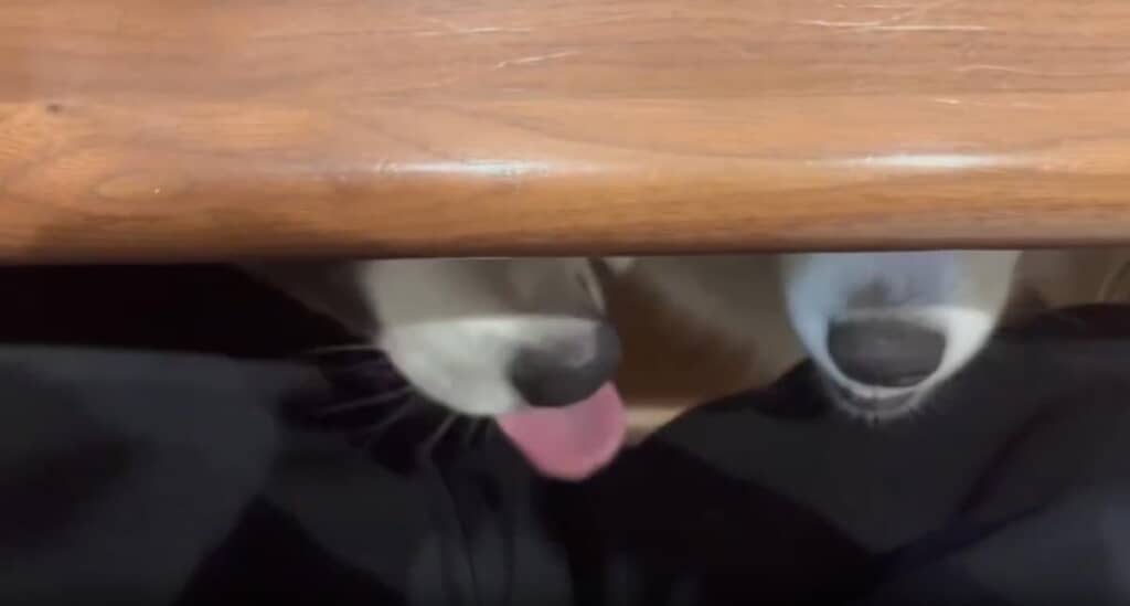 舌を出したり……