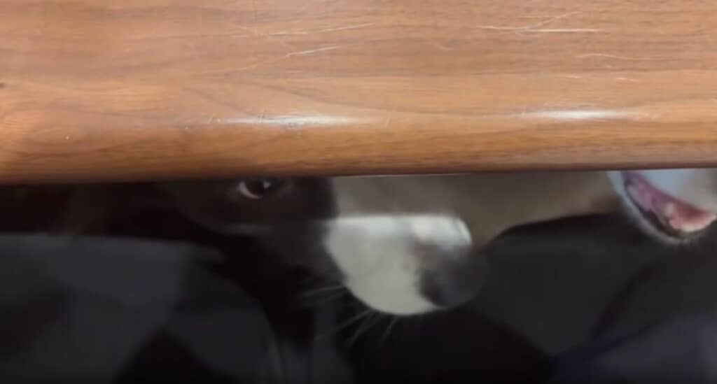 目が合ったり……