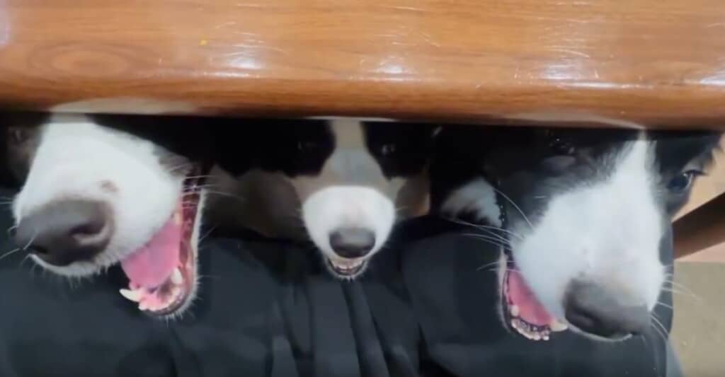 3匹が揃い、まるでケロベロス！