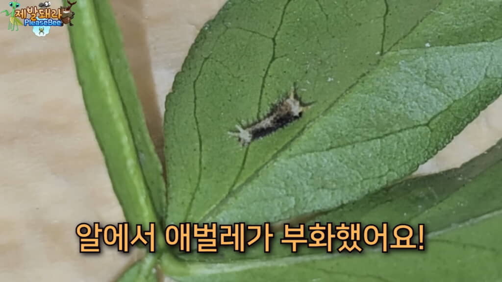 ふ化したての青虫